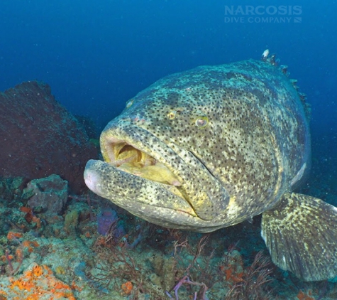 Narcosis Dive Company - Riviera Beach, FL