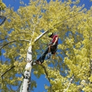 Leo Tree Service - Tree Service