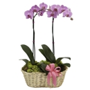 Johns Flowers - Flowers, Plants & Trees-Silk, Dried, Etc.-Retail