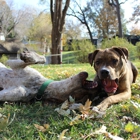 Mann's Best Friends