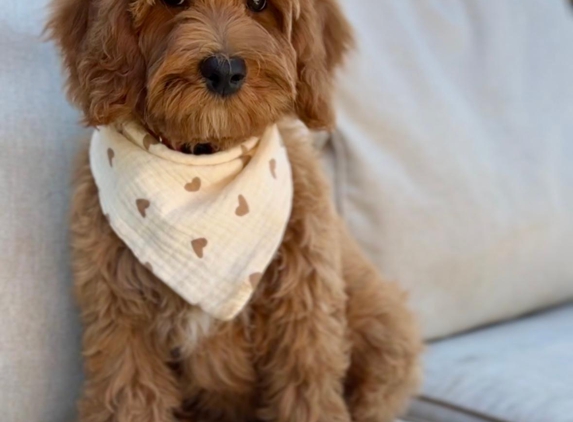 Loving Labradoodles - Morgan Hill, CA