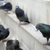 Smithereen Pest Management Services gallery