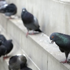 Smithereen Pest Management Services