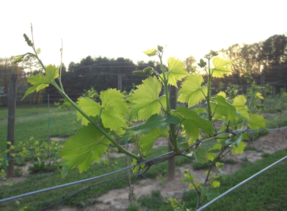 Serenberry Vineyards - Morganton, GA