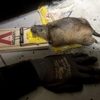 Marin Rat and Rodent gallery