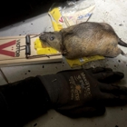 Marin Rat and Rodent