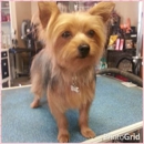 DeLa Pet Salon - Pet Grooming