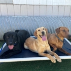 Fon's Canines Professional Dog Training and Sales
