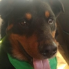 All Creatures Boarding & Grooming gallery