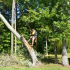 Aaron's Tree Removal