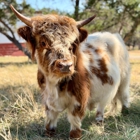 Hairy Heifer Cattle Co