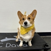 KC Dawgz Dog Training Academy gallery