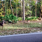 Manatee Springs State Park