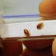 Northwest Bedbug Company