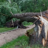 Stockyard Tree Service gallery