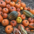 Clancy's Trees & Pumpkins