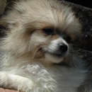Country Hill Pups - Pet Breeders