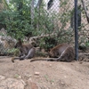 Cheyenne Mountain Zoo gallery