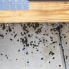 Critter Control gallery
