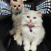 Lincoln Avenue Cat & Dog Hospital gallery