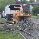 Allmighty Tree Service - Tree Service