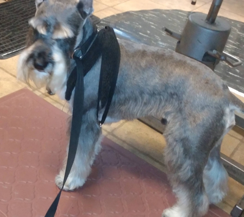 Born To Be Styled Pet Grooming Training - Abbottstown, PA