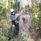 Audubon Land Clearing