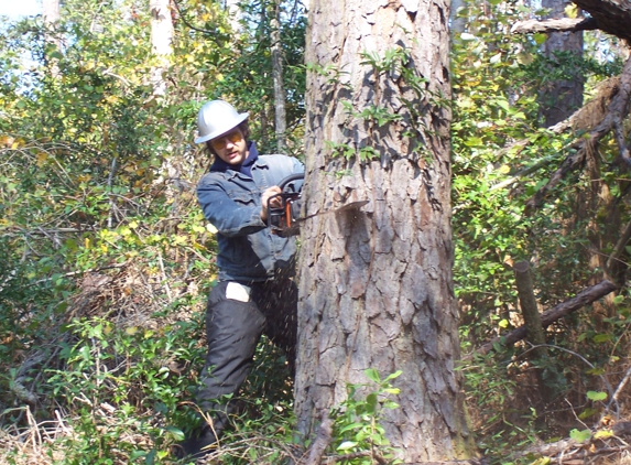 Audubon Land Clearing - Covington, LA