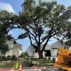 Texas Tree Removal and Trimming