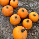 Rocky Top Fruit Farm - Farms