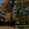 Tower Grove Park gallery