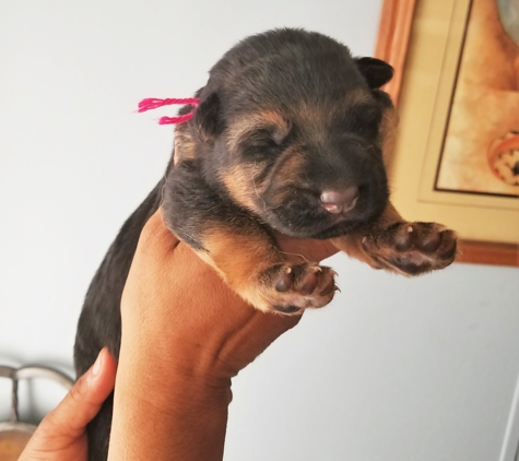 Florida German Shepherd Puppies - Orlando, FL