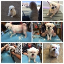 The Dotted Dog Grooming - Dog & Cat Grooming & Supplies