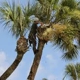 Peace Of Mind Tree Trimming