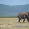 Open Africa Safaris gallery