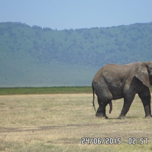 Open Africa Safaris - Houston, TX