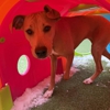Marcie's Pet Spa gallery