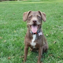 Best Paw Forward - Dog Training