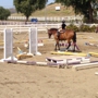 Red Bucket Equine Rescue