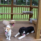 Dog Kidz Country Daycare & Boarding