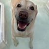 Poochi Pet Resort gallery