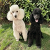 Forever Poodles & Honor Havanese gallery