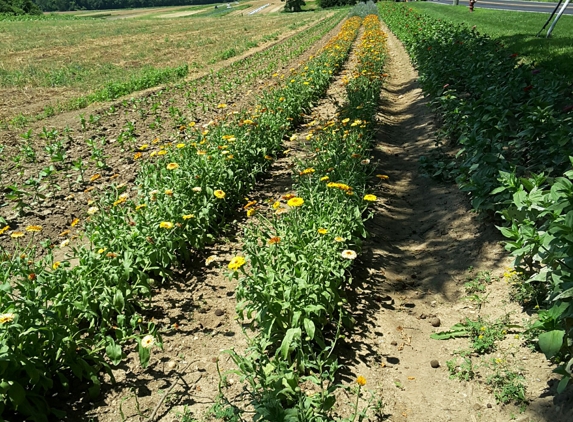 Young's Farm-the Annex - Glen Head, NY