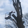 Metalback Tree Service gallery