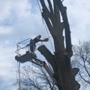 Metalback Tree Service - Arborists