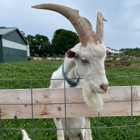 Simmons Farm Petting Zoo