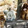 Topanga Pet Resort gallery