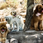 Topanga Pet Resort