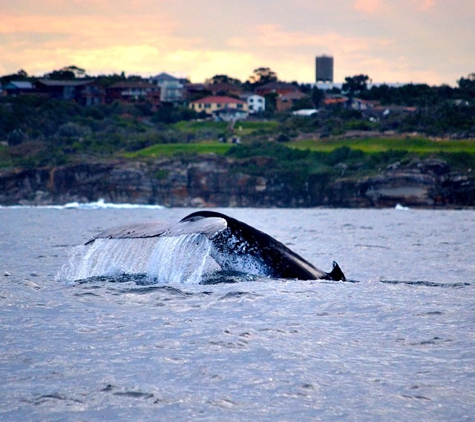 Ocean Extreme - Manly, NSW