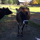 Billings Farm & Museum